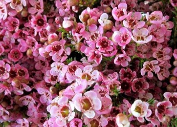 Flor Cera Hol. Sarahs Delight 40cm 20gr Rs. "T25"
