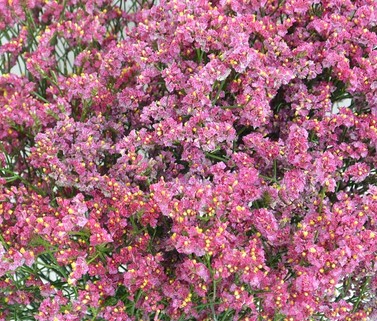 Limonium Hol. Naomi Diamond 60cm 25gr "T25" Rs