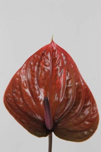 Anthurium Hol. Cantello �15  "CC10"