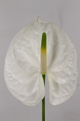 Anthurium Hol. Reina 13  "CC12"