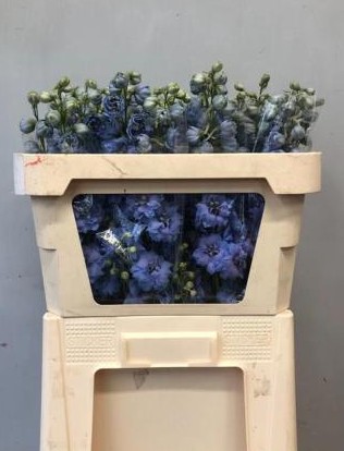Delphinium Hol. El Dew Morning Blue 60cm
