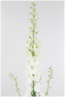 Delphinium Dew Siberia 60cm