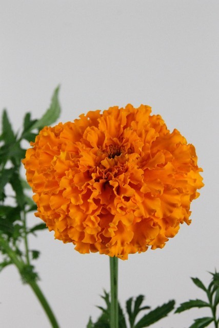 Tagete E Promise Orange 75cm