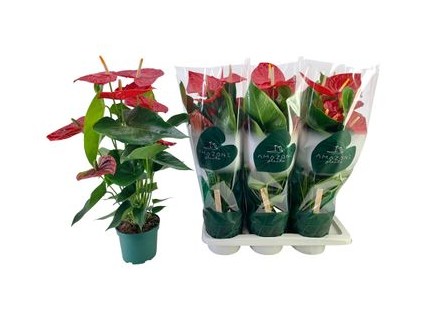 P. Anthurium An Oregon 17/65cm x6  6-Flor. -Amazone plants-