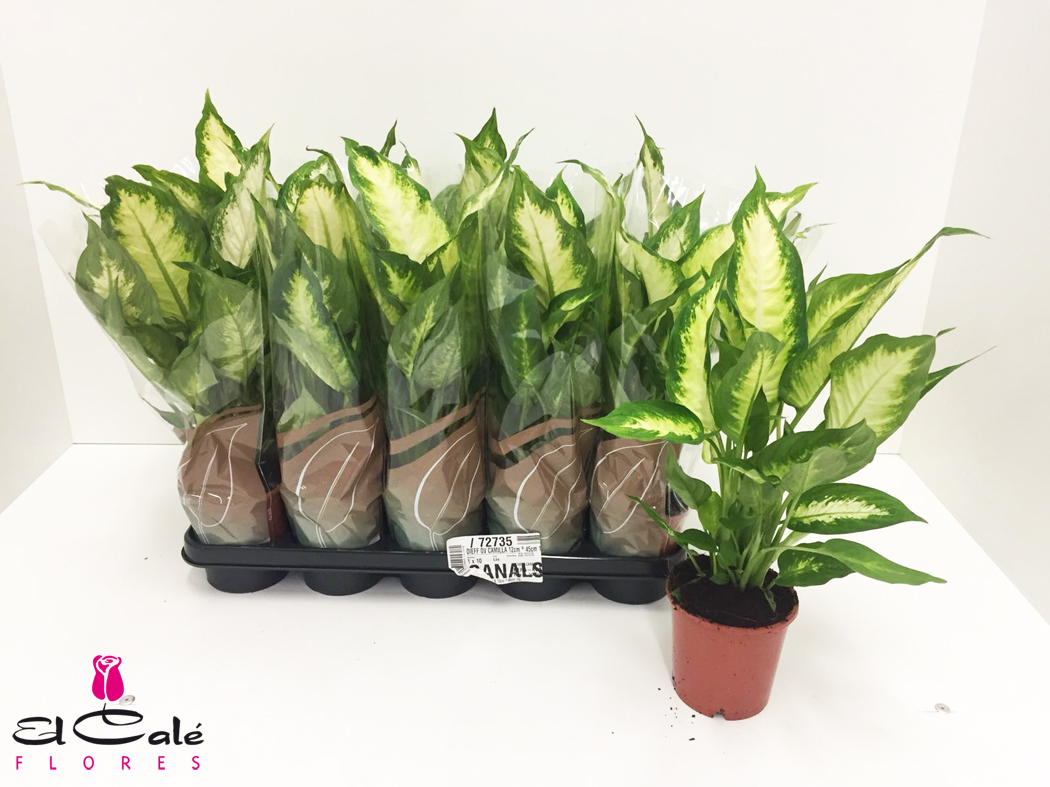 P. Dieffenbachia Camillac 17/60cm x6