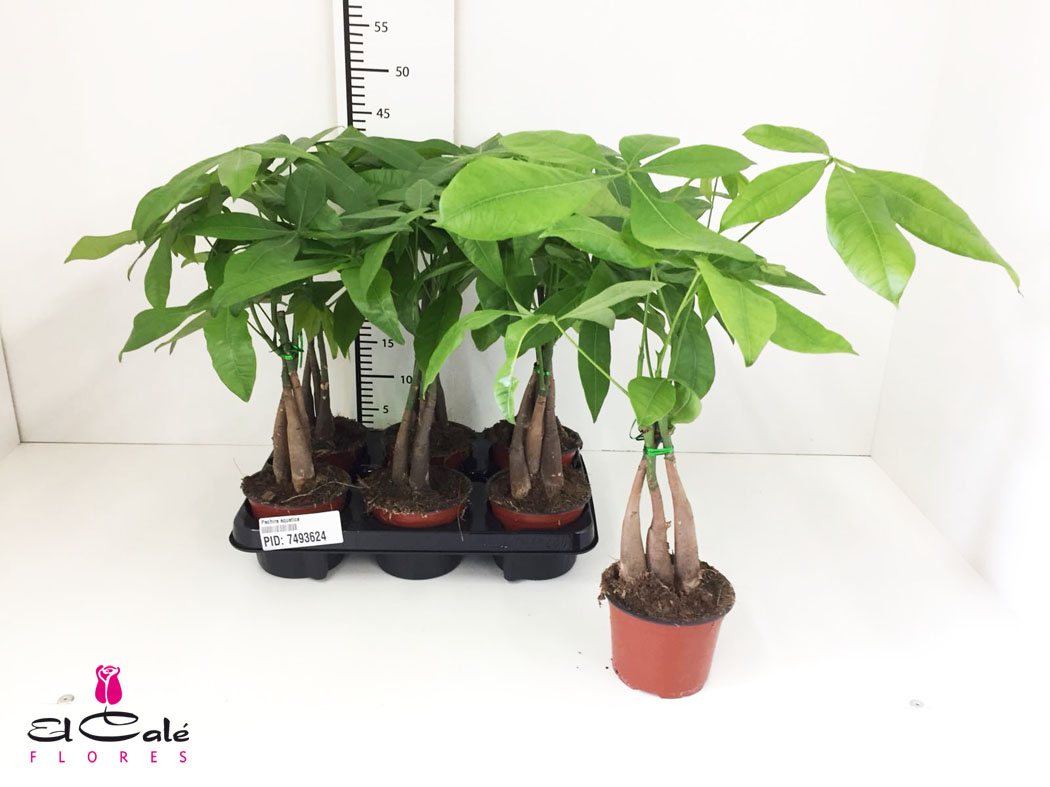 P. Pachira Aquatica 14/60cm x7