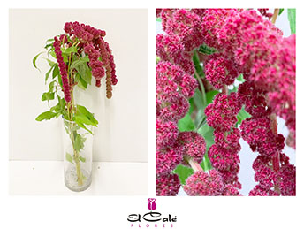 Amaranthus Hol. Rosary 80cm (7 Dias - 2)