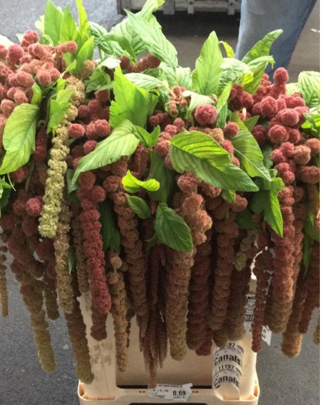 Amaranthus Hol. Coral Fountain 75cm (7 Dias - 2)