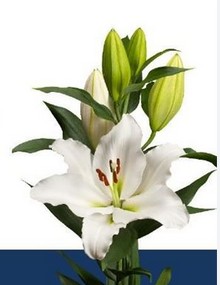 Oriental Hol. Bl. Tourega 80cm 3/4 fl. (7 Dias - 2)