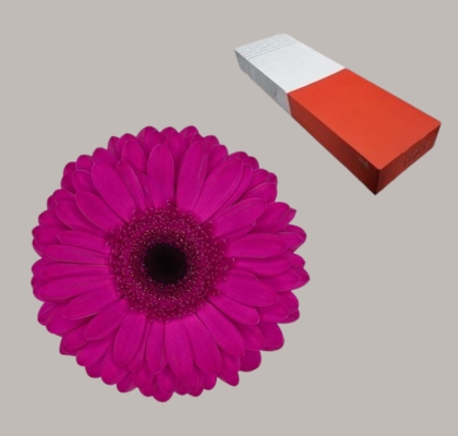 Gerbera Hol. Bon Dia Fu. "T25" (7 Dias - 2)