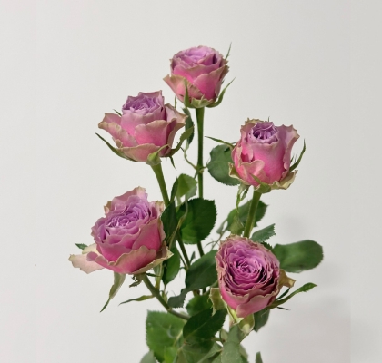 Ramificada Purple Sky 70cm malv. (7 Dias - 2)