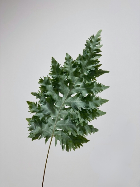Helecho Rucula Fern "PRIMERA" (7 Dias - 2)