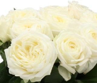 Rosa Hol. Chic White! 40cm