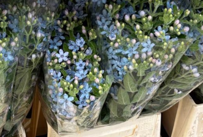 Oxypetalum Italia Blue 55cm "T25"