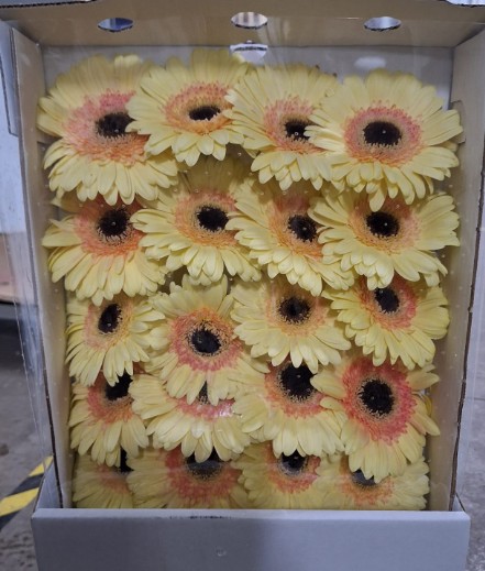 Gerbera Italia Bicolor Amarillo "T20"