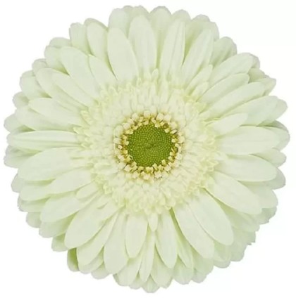 Gerbera Italia Swanlake Bl. "T20"