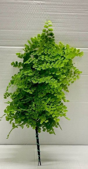 Helecho Adiantum Italia "Capelvenere"