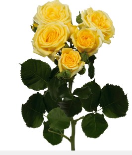 Ramificada Col. Golden Sensation  60cm Ama.