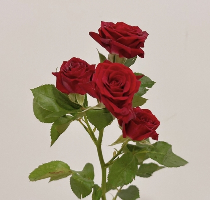 Ramificada Col. Rubicon 50cm