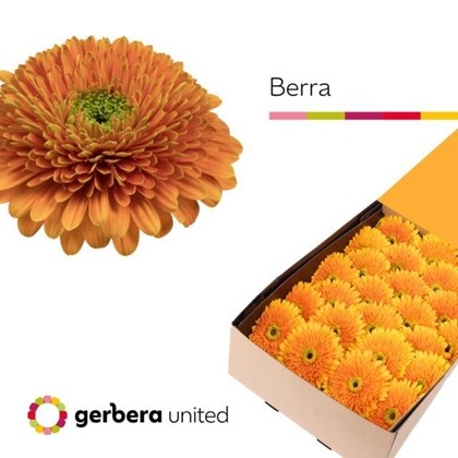 Gerbera Hol. Gb Berra+ "T25"