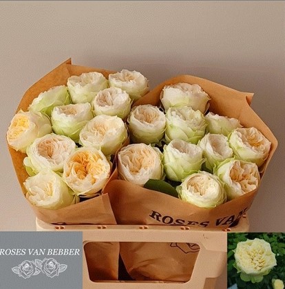 Rosa Hol. Lovely Harper 60cm