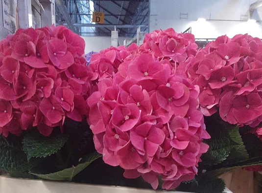 Hortensia Hol. Pink Ruby 60cm 18/20