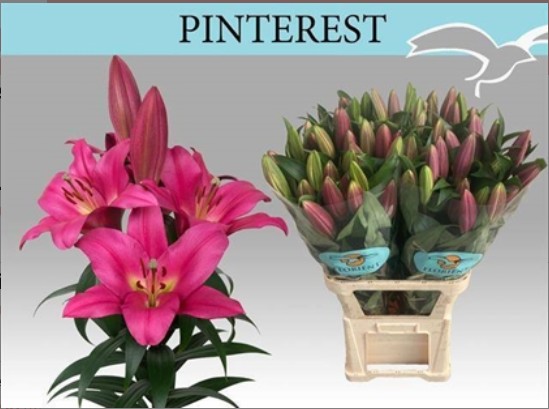 Oriental Hol. Fuc. Pinterest 90cm 3 flores