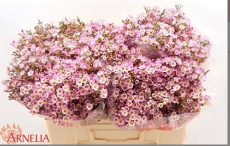 Flor Cera Hol. Lorraine 50cm 25gr Rs. "T25"