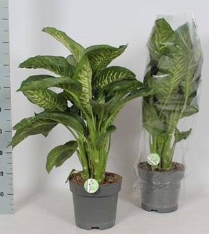 P. Dieffenbachia Se Reeva 21/80cm