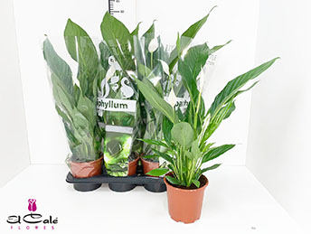 P. Spathyfilium Verdi  17/80cm x6 7+flores