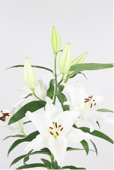 Oriental Hol. Bl. Ariosto 95cm 3 flores Bl (7 Dias - 2)