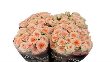 Ramificada Rosanella 40cm (7 Dias - 2)