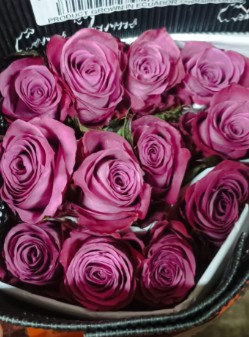 Rosa Ecu. Piacere 50cm (7 Dias - 2)