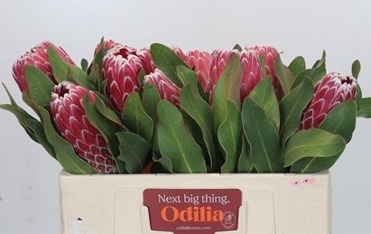Protea Magnifica Candida 40cm (7 Dias - 2)