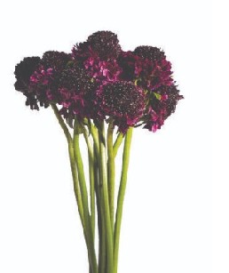 Scabiosa Ecu. Focal Purple 60cm