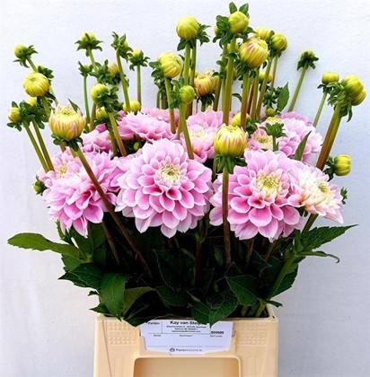 Dalia Hol. Dec Sweet Love 50cm "CC40"