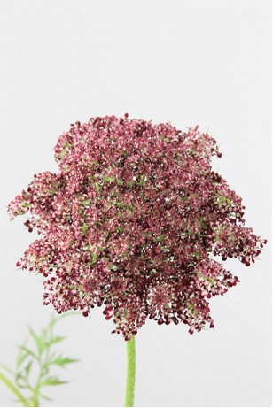 Ammis Daucus Dara 75cm Gr.