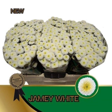 Santini Jamey White 1100gr "T25"