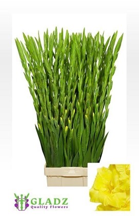 Gladiolo Hol. Bananarama 120cm (60cm espiga) Am.