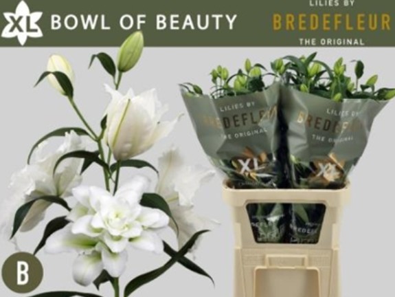 Oriental Hol. Bl. Doble Bo Of Beaut 85cm 3/4 fl.
