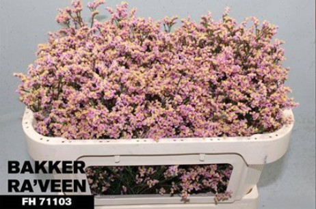 Limonium Hol. Divine Diamond 65cm 25gr "T25"