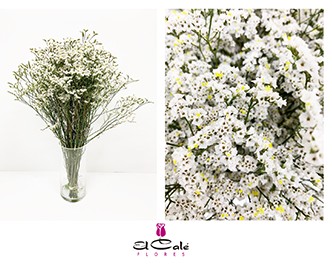 Limonium Hol. Bright Diamon 60cm 20gr "T25" Bl.