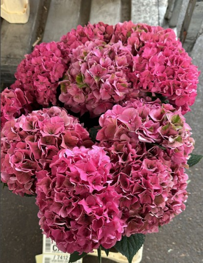 Hortensia Hol. Rodeo Class 60cm  16/18