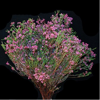 Safari Erica Milanthera 40cm