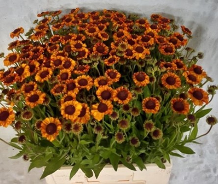 Helen Autumn Flirt 55cm Bic.