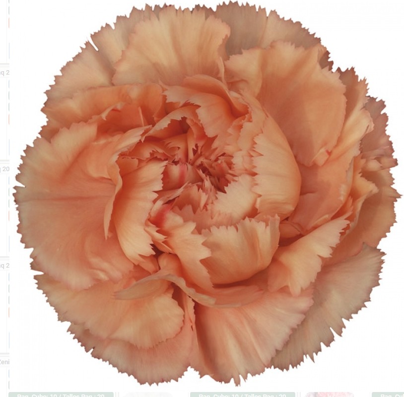 Clavel Hol. 65cm Megan