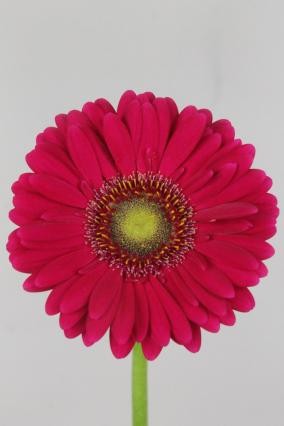 Gerbera Mini Hol. Vivian. fr "T20"
