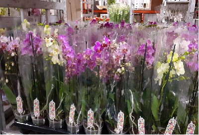 P. Phalaenopsis Mf Mixta 4Kl 12/50cm   2T x10