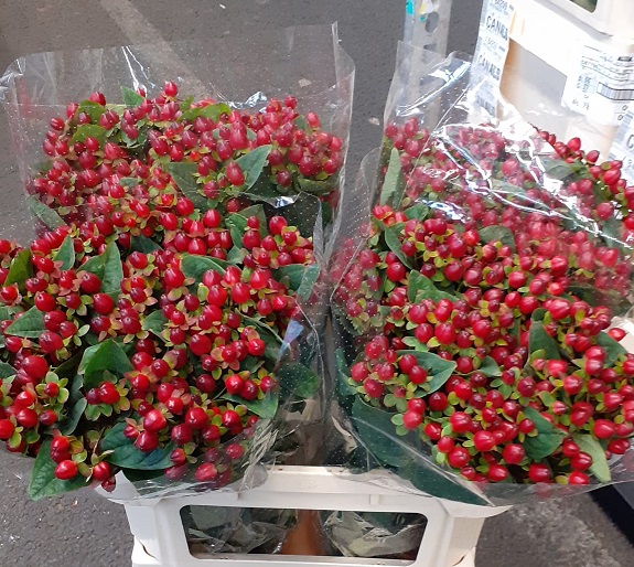 Hypericum Hol. Magic Triumph 70cm "T25" (7 Dias - 2)