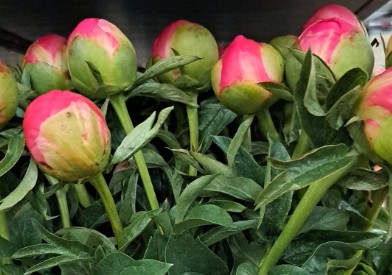 Peonia Coral Sunset 60cm (7 Dias - 2)
